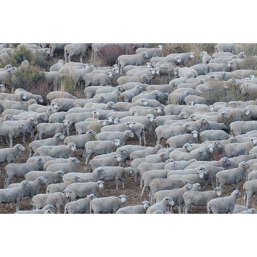 Sederquist, Betty 아티스트의 Usa-California Shepherds guide huge herds of sheep in the high Sierras near Bodie작품입니다.